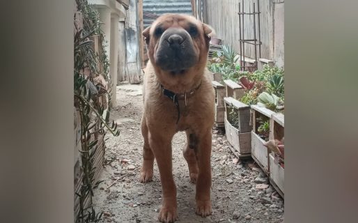 Buscan un hogar para Donna: «Ella se merece una oportunidad»