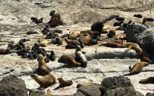 Nuevo récord de crías de lobos marinos nacidas en el Área Natural Protegida Punta Marqués